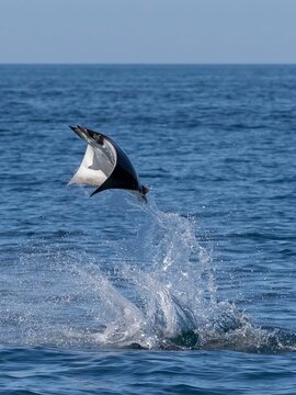 Flying mobula jumping mobula ray