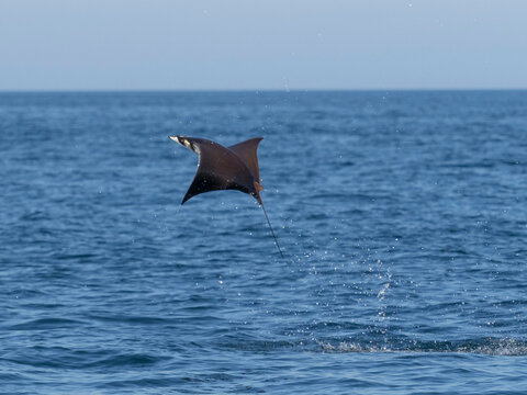 Flying mobula jumping mobula ray