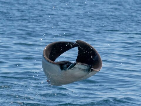 Flying mobula jumping mobula ray