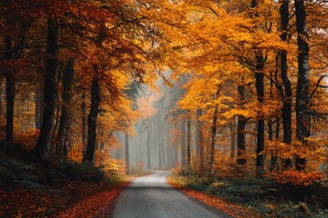 This evocative image captures a scenic forest road meandering through a stunning autumn landscape. Towering trees display a magnificent canopy of vibrant orange and golden foliage, casting warm hues a