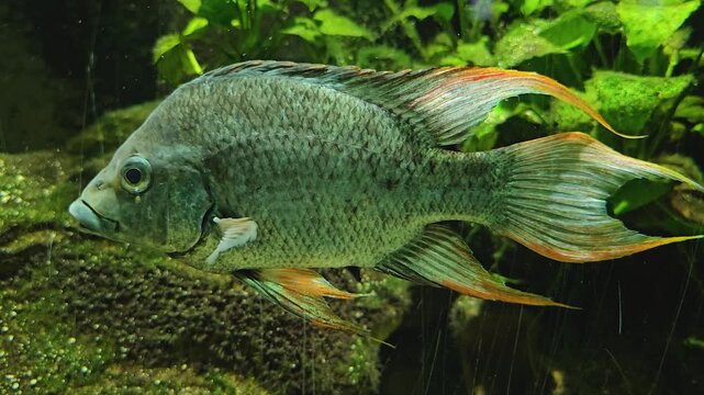 Close up of a black fin cichlid fish floaring underwater just moving his fins