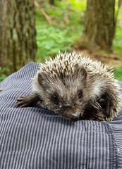 Hedgehog near the pine tree in the forest. Wild, native, European hedgehog (Scientific name: Erinaceus Europaeus)