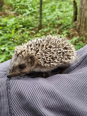 Hedgehog near the pine tree in the forest. Wild, native, European hedgehog (Scientific name: Erinaceus Europaeus)