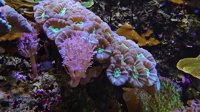 Close up of a sea anemone waving underwater besiede a coral reef