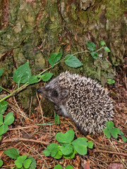 Hedgehog near the pine tree in the forest. Wild, native, European hedgehog (Scientific name: Erinaceus Europaeus)