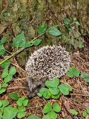Hedgehog near the pine tree in the forest. Wild, native, European hedgehog (Scientific name: Erinaceus Europaeus)