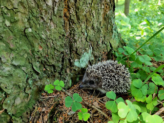 Hedgehog near the pine tree in the forest. Wild, native, European hedgehog (Scientific name: Erinaceus Europaeus)