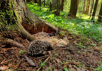 Hedgehog near the pine tree in the forest. Wild, native, European hedgehog (Scientific name: Erinaceus Europaeus) © iuliiawhite