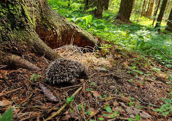 Hedgehog near the pine tree in the forest. Wild, native, European hedgehog (Scientific name: Erinaceus Europaeus) © iuliiawhite
