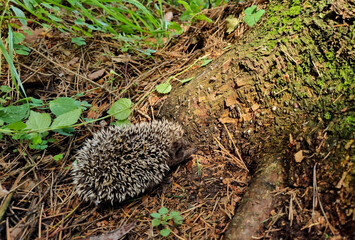 Hedgehog near the pine tree in the forest. Wild, native, European hedgehog (Scientific name: Erinaceus Europaeus) © iuliiawhite