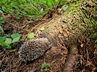 Hedgehog near the pine tree in the forest. Wild, native, European hedgehog (Scientific name: Erinaceus Europaeus) © iuliiawhite