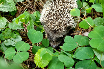 Hedgehog near the pine tree in the forest. Wild, native, European hedgehog (Scientific name: Erinaceus Europaeus)