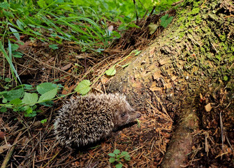 Hedgehog near the pine tree in the forest. Wild, native, European hedgehog (Scientific name: Erinaceus Europaeus) © iuliiawhite
