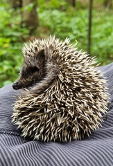 Hedgehog near the pine tree in the forest. Wild, native, European hedgehog (Scientific name: Erinaceus Europaeus)