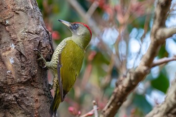 A beautiful green bird with a striking red crest and an intelligent eye is captured in a close-up, perched firmly on the rough bark of a tree trunk. Its vivid plumage stands out against the soft, natu