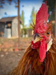 chicken portrait © Sabrina