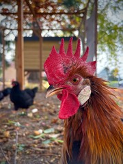 rooster in the coop © Sabrina