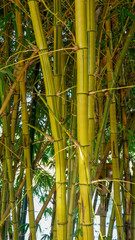 green bamboo forest