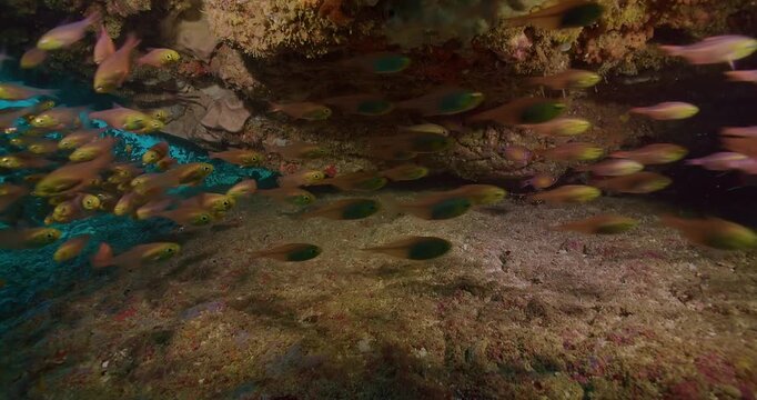 Glassy sweeper fish under ledge closeup.
