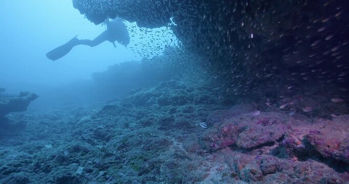 Glassy sweepers under ledge with scuba diver.