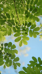 Green leaves with sunlight and blue sky background