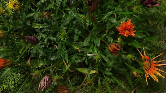 Simulazione mediante Time Lapse di un campo fiorito durante acquazzoni