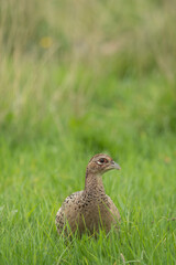 Common heasant, Phasianus colchicus, autumn in Oxfordshire