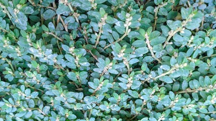 Close-up of the delicate, densely packed leaves and stems of Euphorbia nutans (Spotted Spurge), a common annual herba ceous plant, showing a lush, natural ground-level texture.