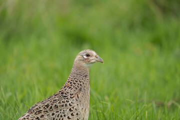 Common heasant, Phasianus colchicus, autumn in Oxfordshire