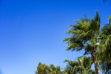 Vibrant Tropical Scene with Lush Palm Trees Against a Clear Blue Sky, Showcasing the Beauty of Nature and a Serene Atmosphere