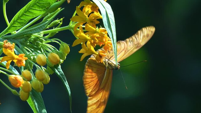  Close up view of a julia butterfly moving around a flower blossom on a sunny day in slow motion