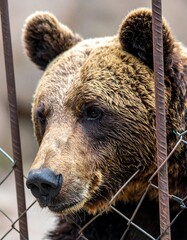 Close-up of a brown bear's head and face behind metal bars, expressing a sad demeanor