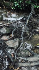 Obraz premium river in the forest