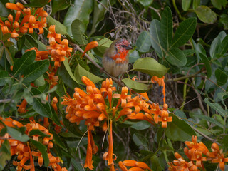 Fody bird of Mauritius in winter plumage perching on orange trumpet vine flowers