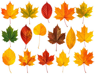 Assortment of colorful, diverse leaves arranged against a transparent background