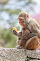 Mother monkey lovingly holds her baby while curiously examining a biscuit at Pashupatinath Temple