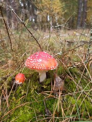 fly agaric mushroom in forest