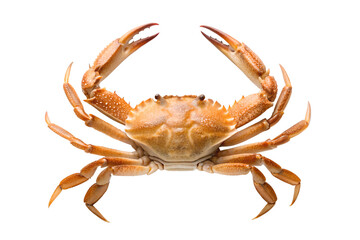 Golden brown crab with raised claws, isolated on white. Fresh, detailed shell texture. Ideal for seafood menus, marine life themes, and aquatic design projects