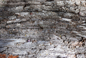 the background is a blank, the texture of the bark of tree species in nature on a sunny day in the forest, a soft focus