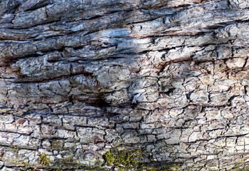 the background is a blank, the texture of the bark of tree species in nature on a sunny day in the forest, a soft focus