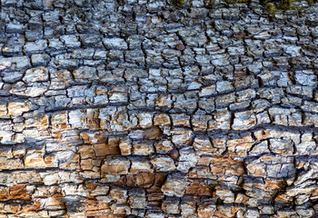 the background is a blank, the texture of the bark of tree species in nature on a sunny day in the forest, a soft focus
