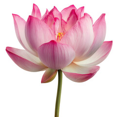 Fototapeta premium pink lotus flower on transparent png background