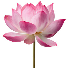 Fototapeta premium pink lotus flower on transparent png background