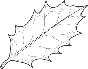 Detailed line drawing of a single spiky holly leaf