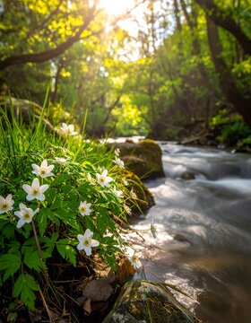 Spring flowers by a babbling brook