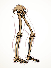 Vector drawing. Bones of the leg