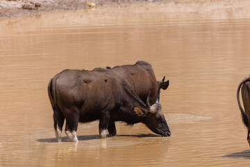 Indian Gaur (Bos gaurus) or Indian Bison walking in the indian jungle.