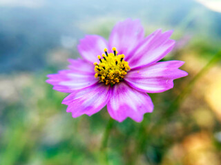 Fototapeta premium ピンク色のコスモス