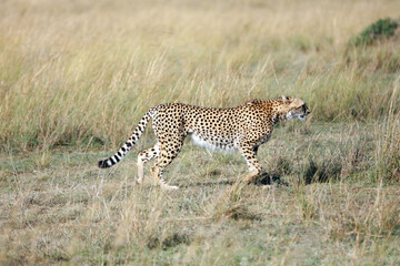 Cheetah walking across the savanna, Masai Mara Kenya Africa
