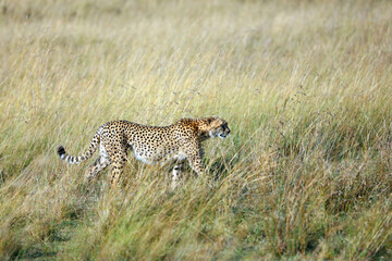 Cheetah walking through grasses, Masai Mara Kenya Africa
